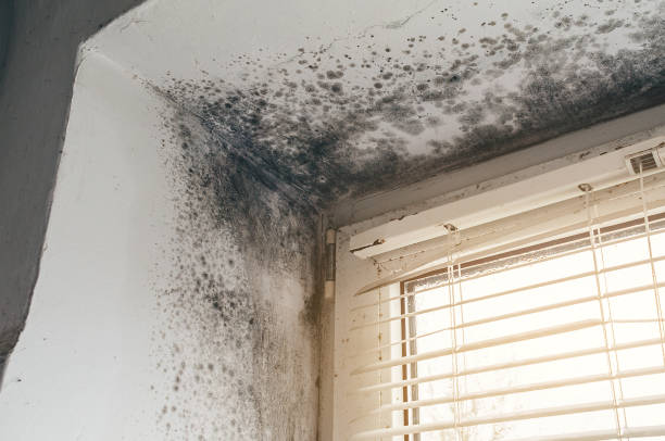 Affordable Mold Cleanup solutions in Glenwood, IL